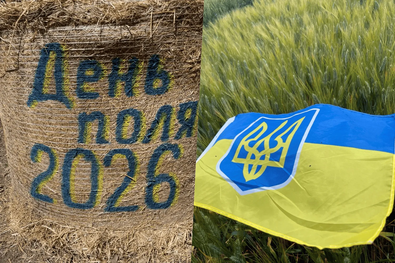 Золото Миронівки: на Київщині продемонстрували нові стандарти української селекції